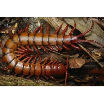 100% Natural Scolopendra Centipede Extract Powder